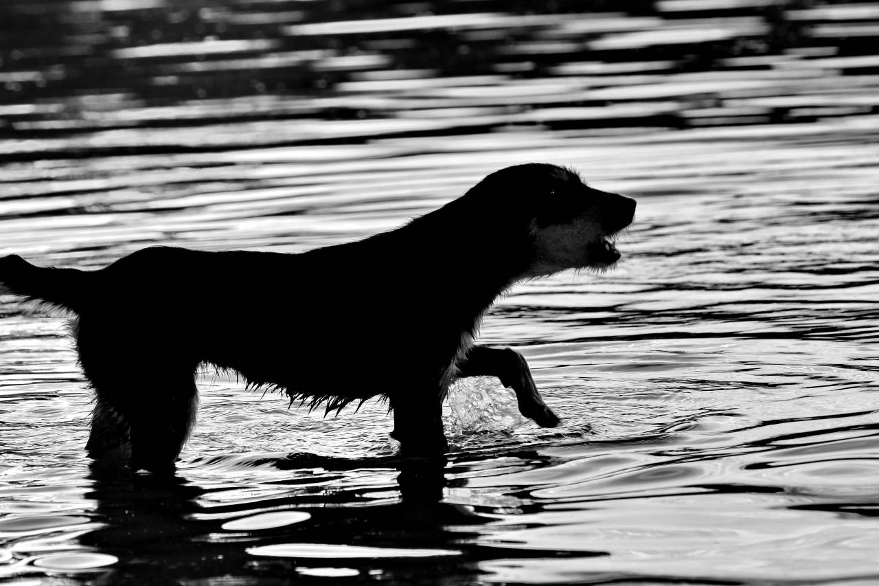 dog water purebred sunset animal reflection hunting river pet lake — free black and white photo