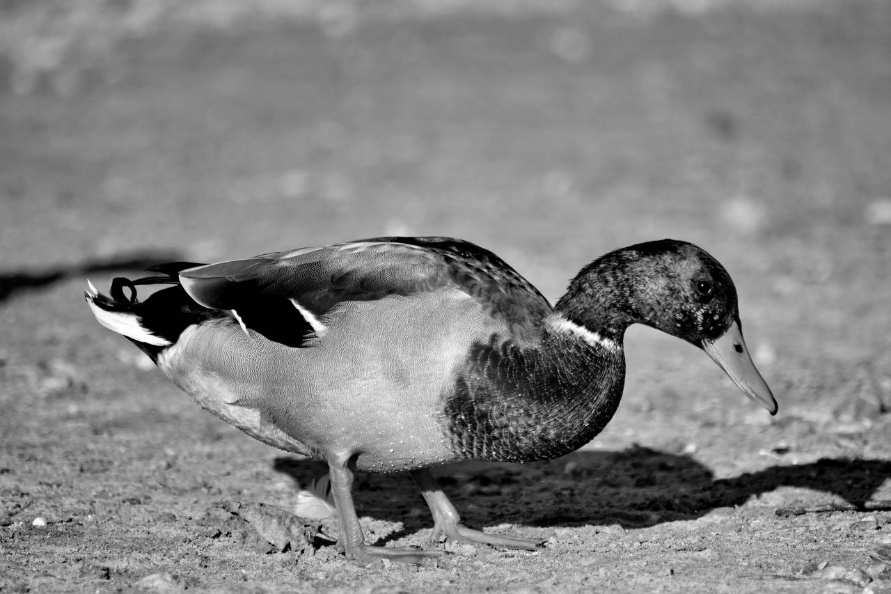 duck side biology mallard zoology hinh animal bird waterfowl wildlife v?t thu rai — free black and white photo