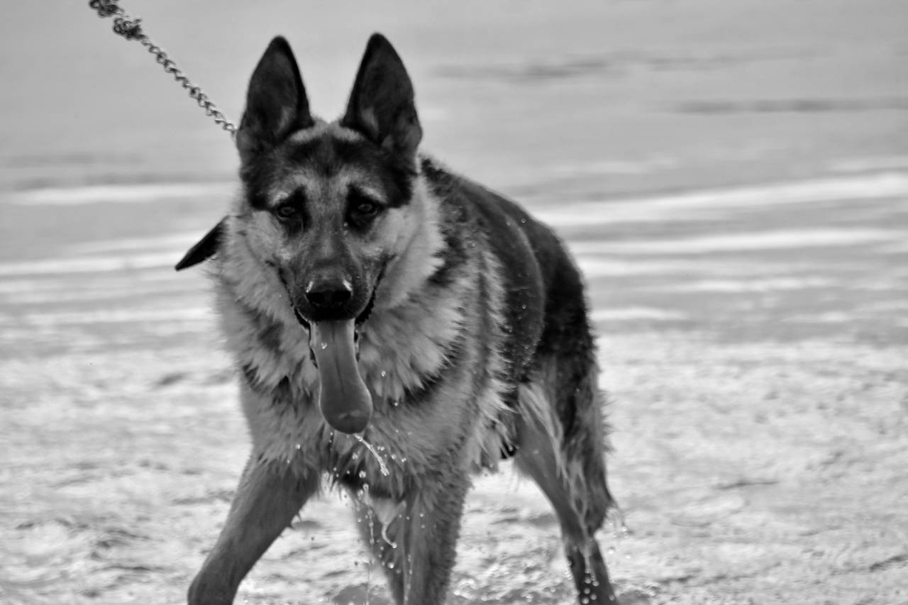 german dog shepherd water cute breed fur animal canine portrait dogs  animals — free black and white photo