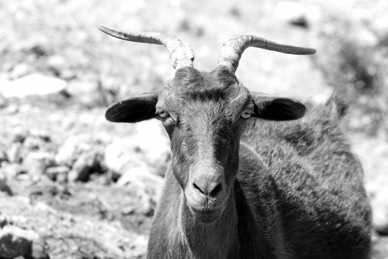 goat nose cattle head grass wild eyes livestock horn wildlife — free black and white photo