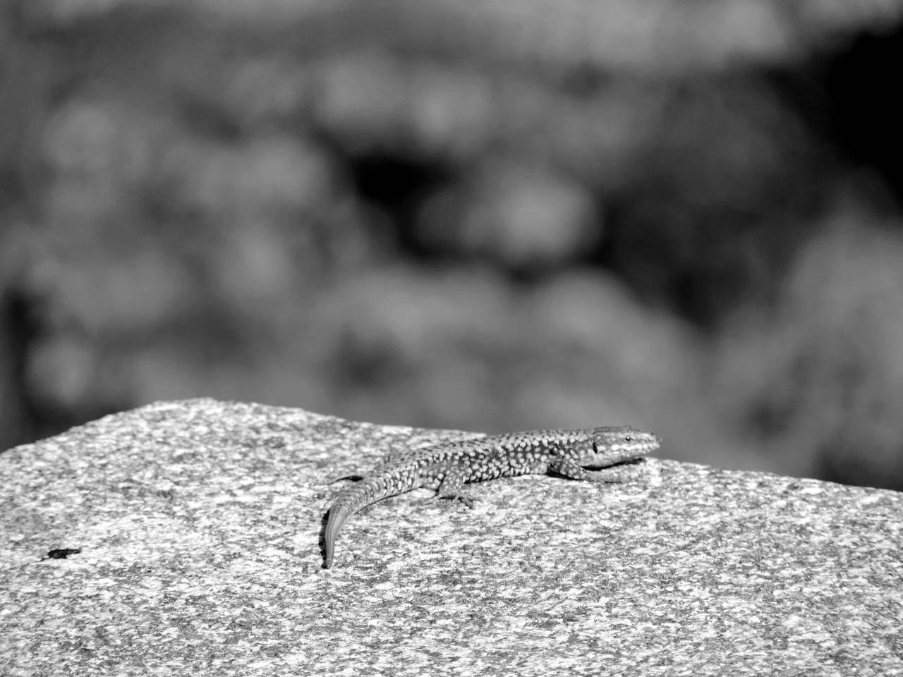 granite lizard wildlife stone nature reptile outdoors wild animal summer kb — free black and white photo