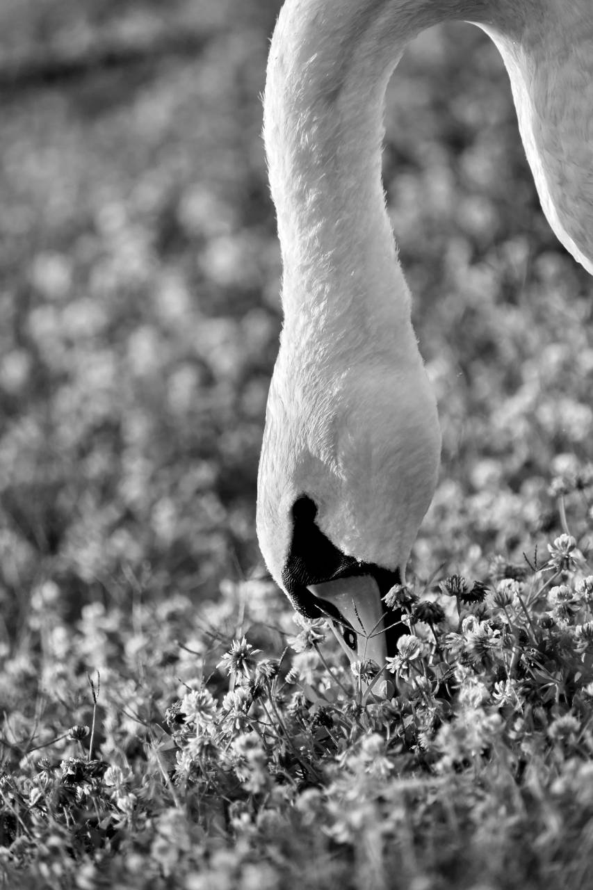 grass eating plants animal feather bird swan grazing neck waterfowl wildlife animals birds  — free black and white photo