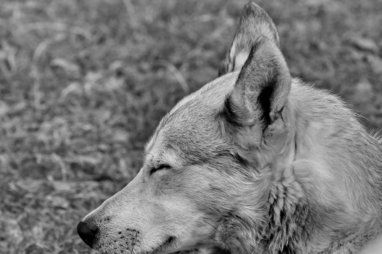 grey husky side ear dog portrait fur animal canine nature pemandangan dogs hewan paling hits animals  abu — free black and white photo