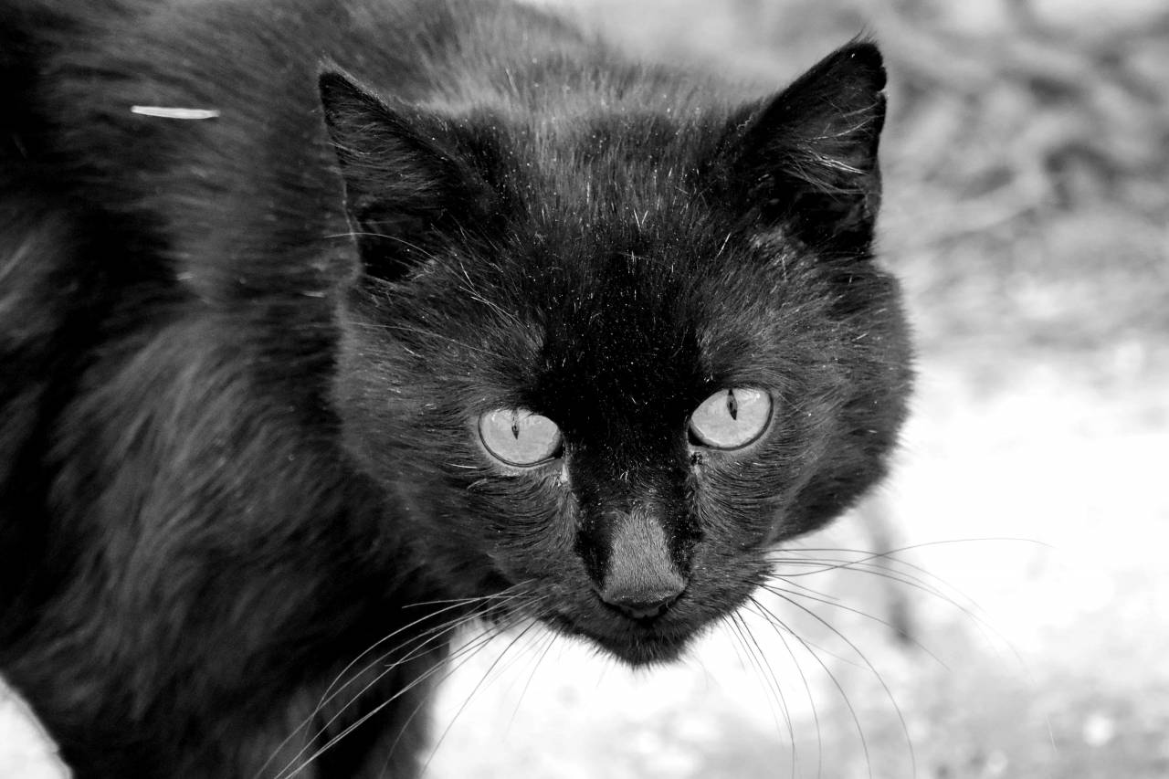head kitten whiskers cute cat looking animal fur domestic cats kittens  1200 animals — free black and white photo