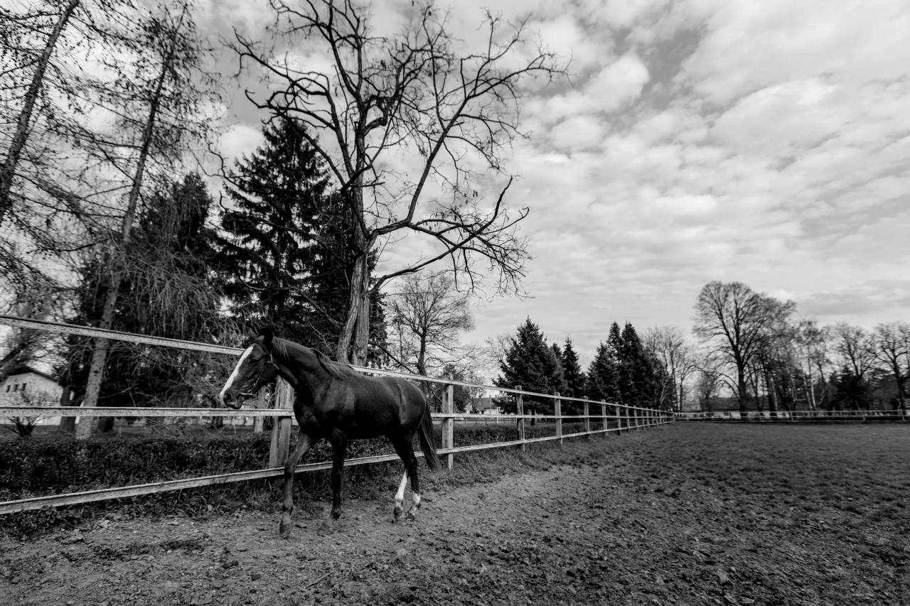 horses farm cavalry rural ranch resort animal grass mare horse  — free black and white photo