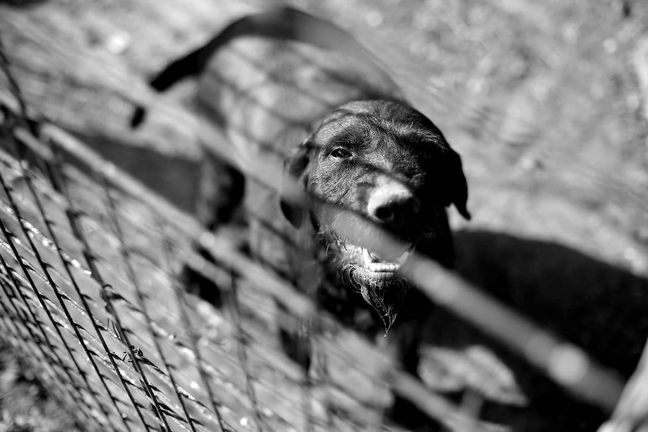 hunting dog animal head brown fence alone eye portrait  dogs — free black and white photo