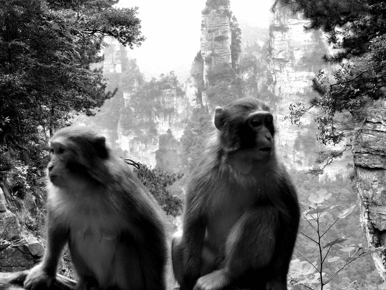 macaque monkey wildlife jungle tree primate wild animal nature  monkeys animals — free black and white photo