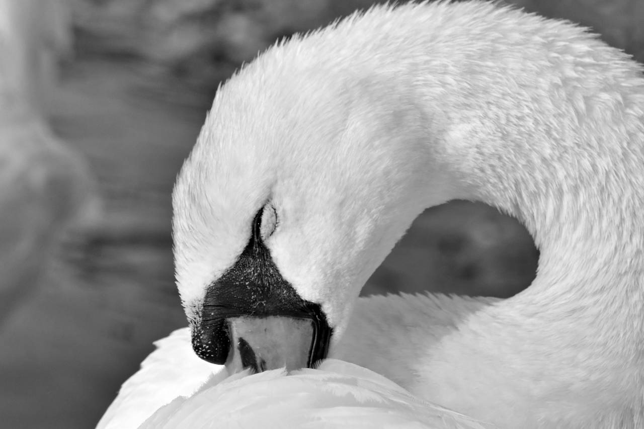 neck feather bird aquatic swan animal wildlife nature water — free black and white photo