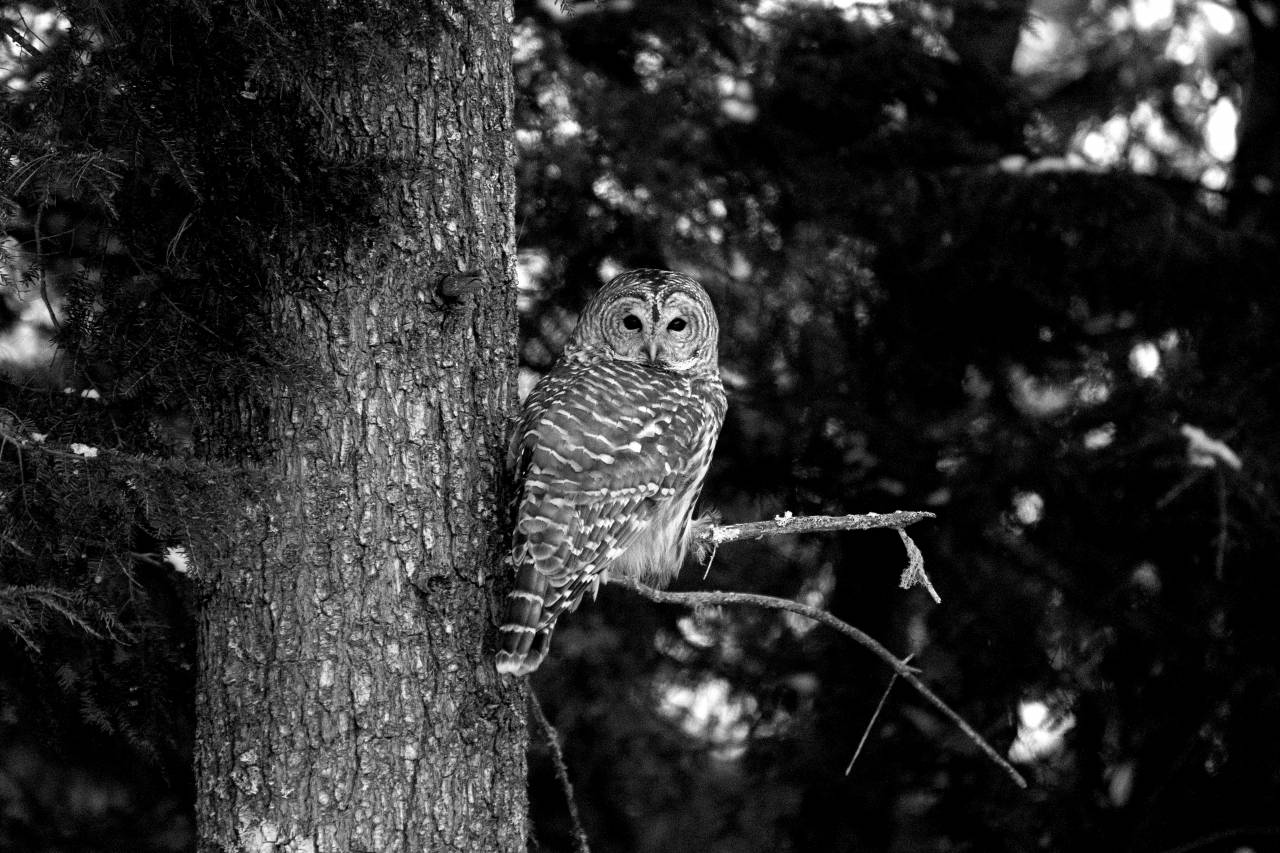 owl habitat forest natural pine nature wildlife outdoors bird tree beak birds animals copyright without — free black and white photo