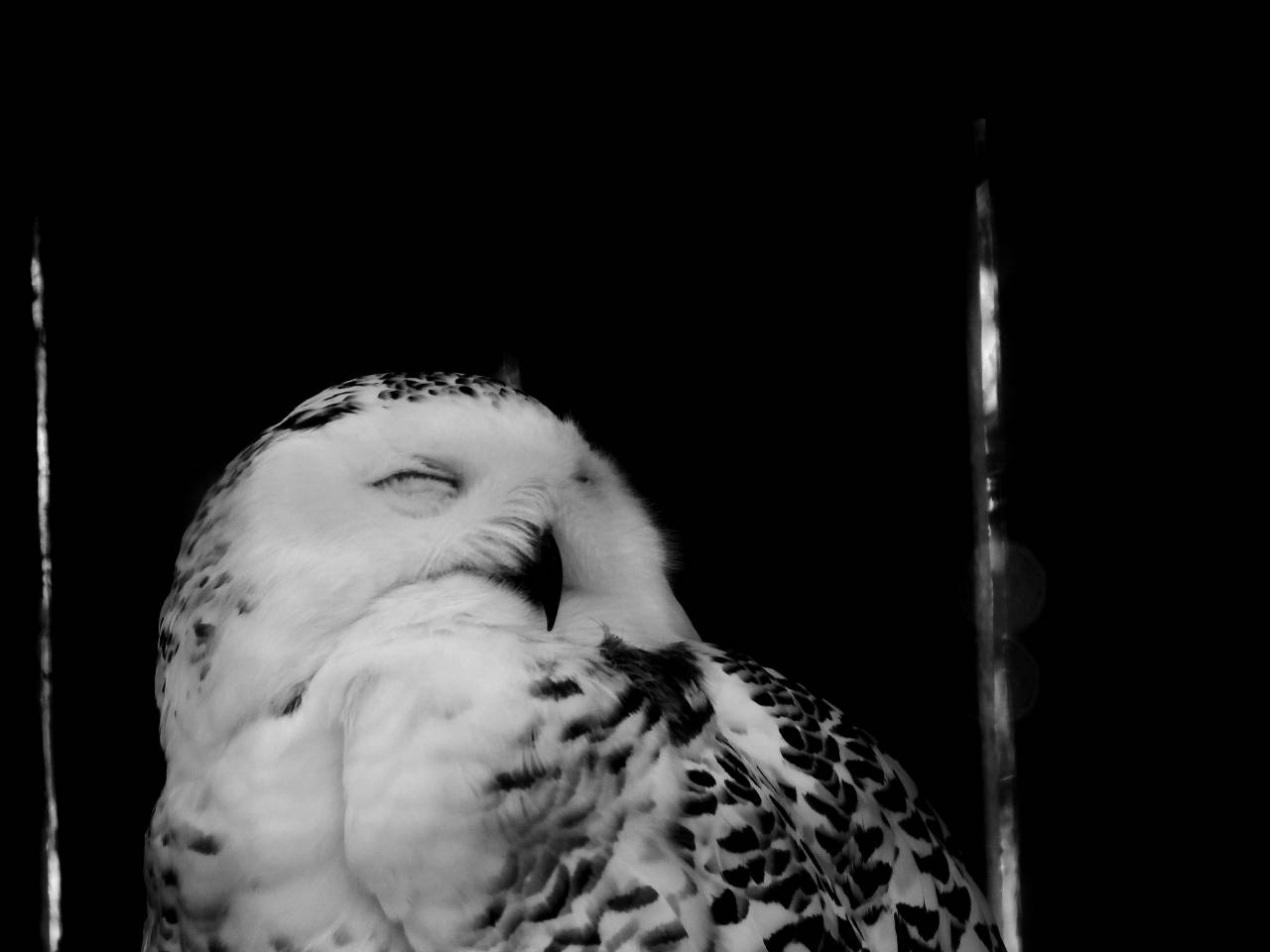 owl side predator bird portrait feather wildlife animal nature — free black and white photo