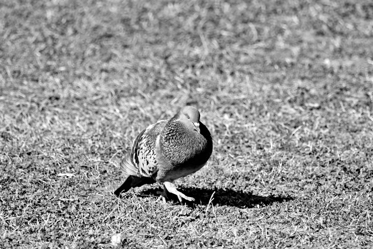 pigeon beak wilderness wildlife animal feather grass bird wild nature — free black and white photo