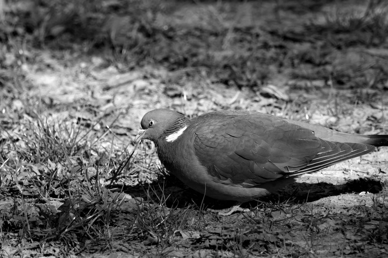 pigeon colorful wild beak bird feather wildlife wing nature animal medium kb — free black and white photo