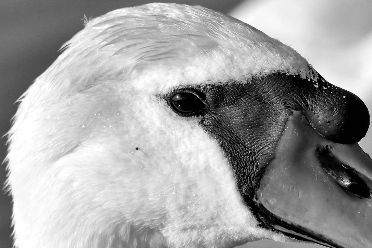 skin bird swan eye beak head animal wildlife outdoors nature kb — free black and white photo