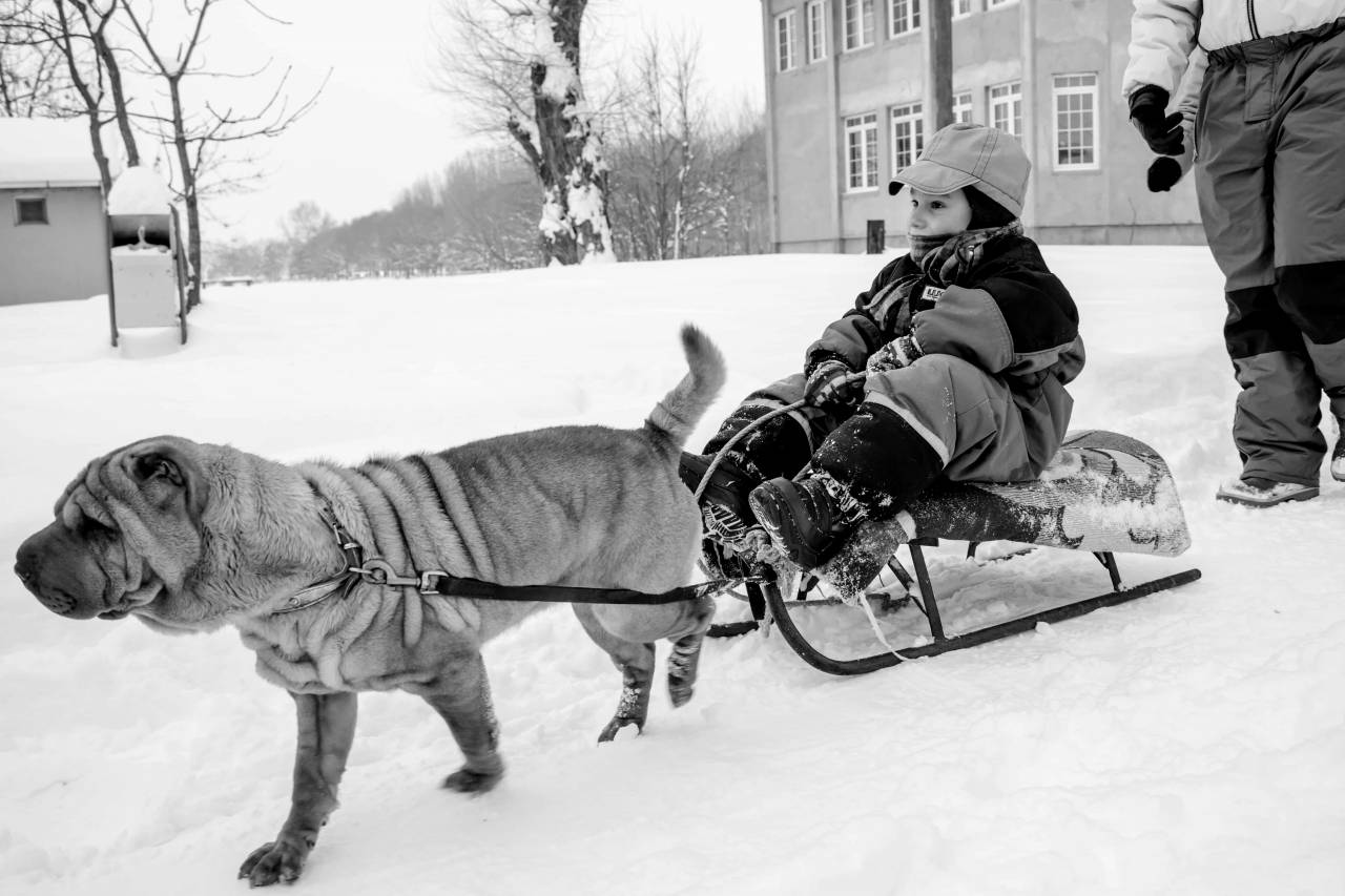 sled dog snow boy winter harness cold vehicle  — free black and white photo