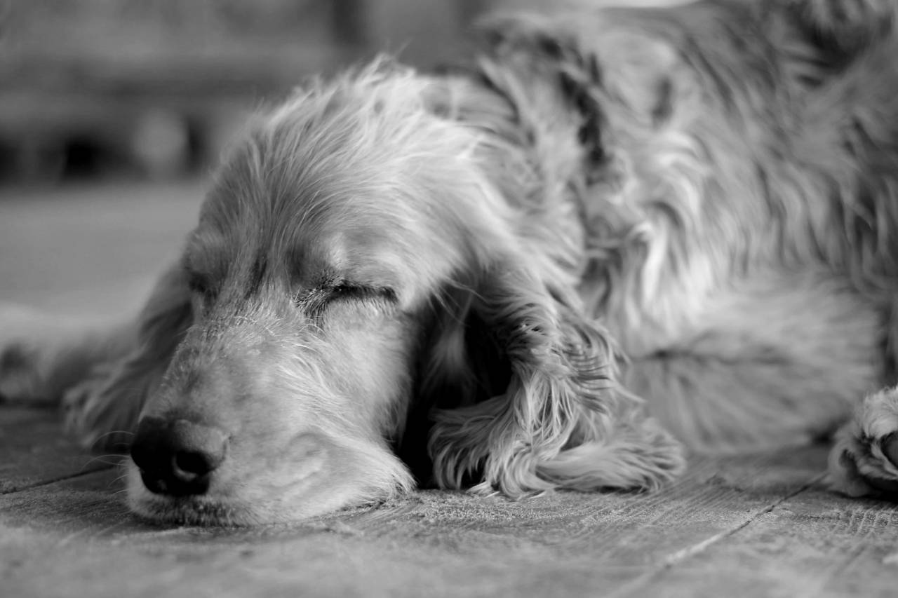 spaniel sleeping cocker sleep dream dog parvovirus cane nel canine puppy fur pet sintomi come behaart — free black and white photo