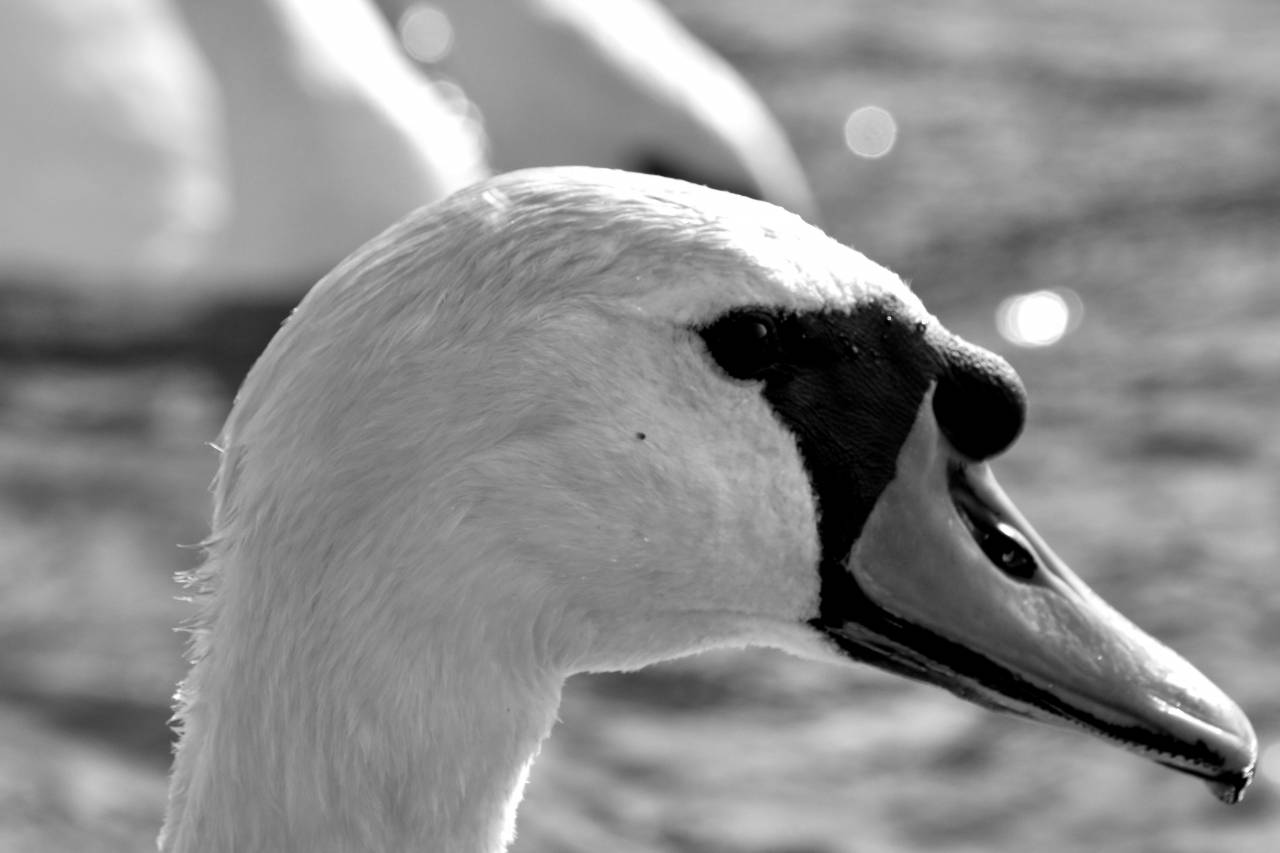 swan aquatic wildlife water waterfowl bird nature swimming outdoors lake animal — free black and white photo