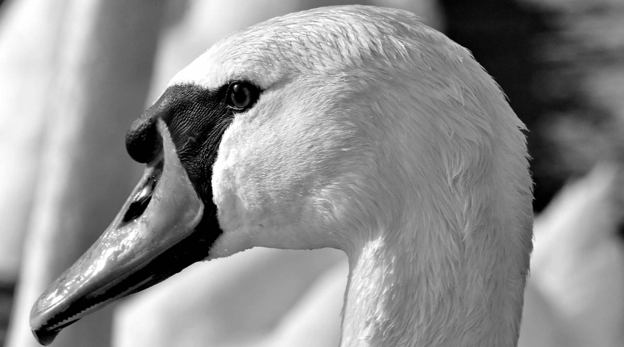 swan head feather bird nature portrait waterfowl aquatic wildlife animal kb — free black and white photo