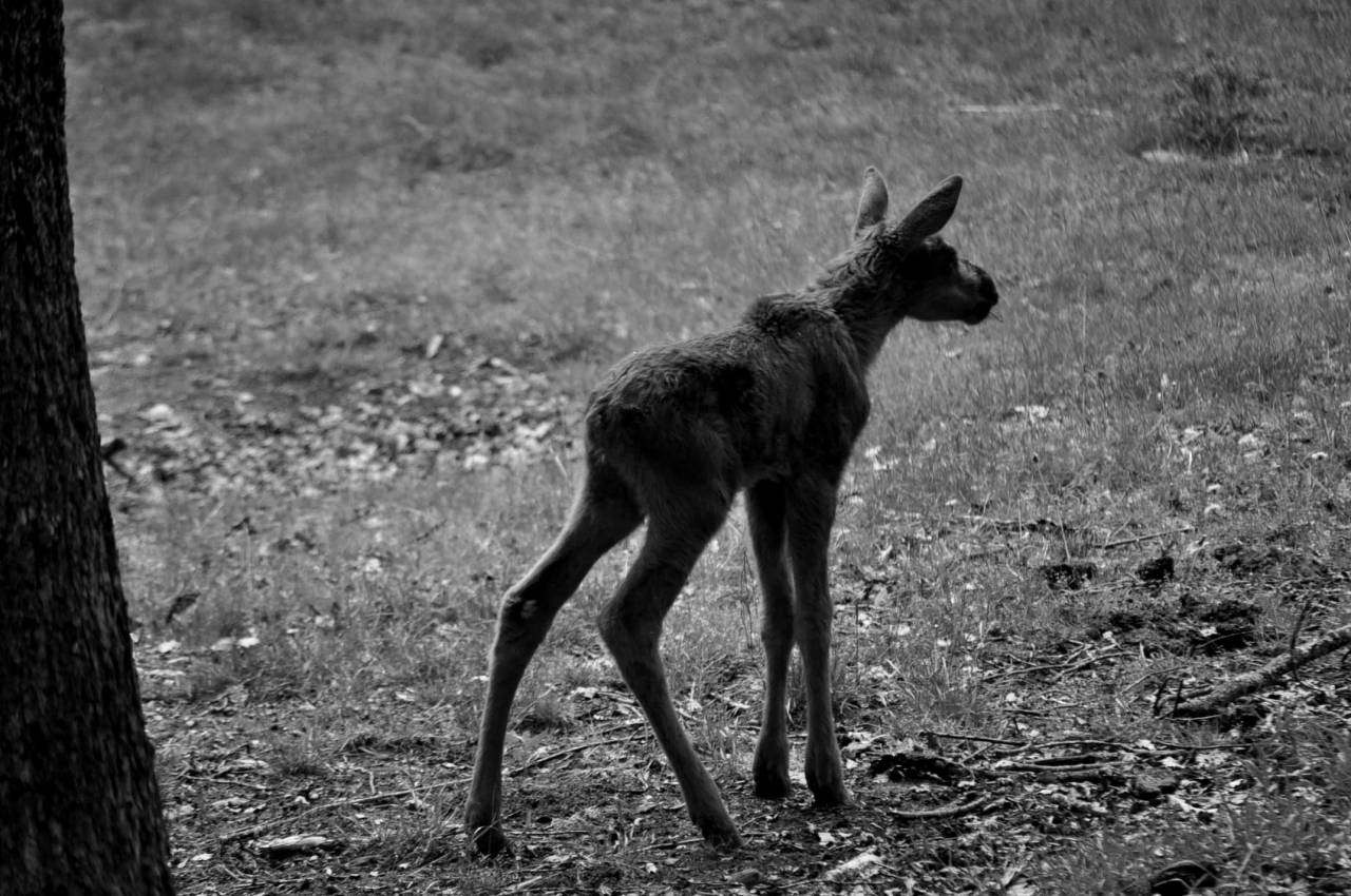 wilderness deer wildlife grass animal fur wild nature wood park — free black and white photo