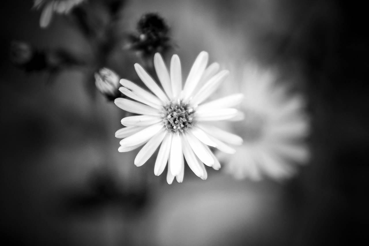 ?Black? White Flower  — free black and white photo