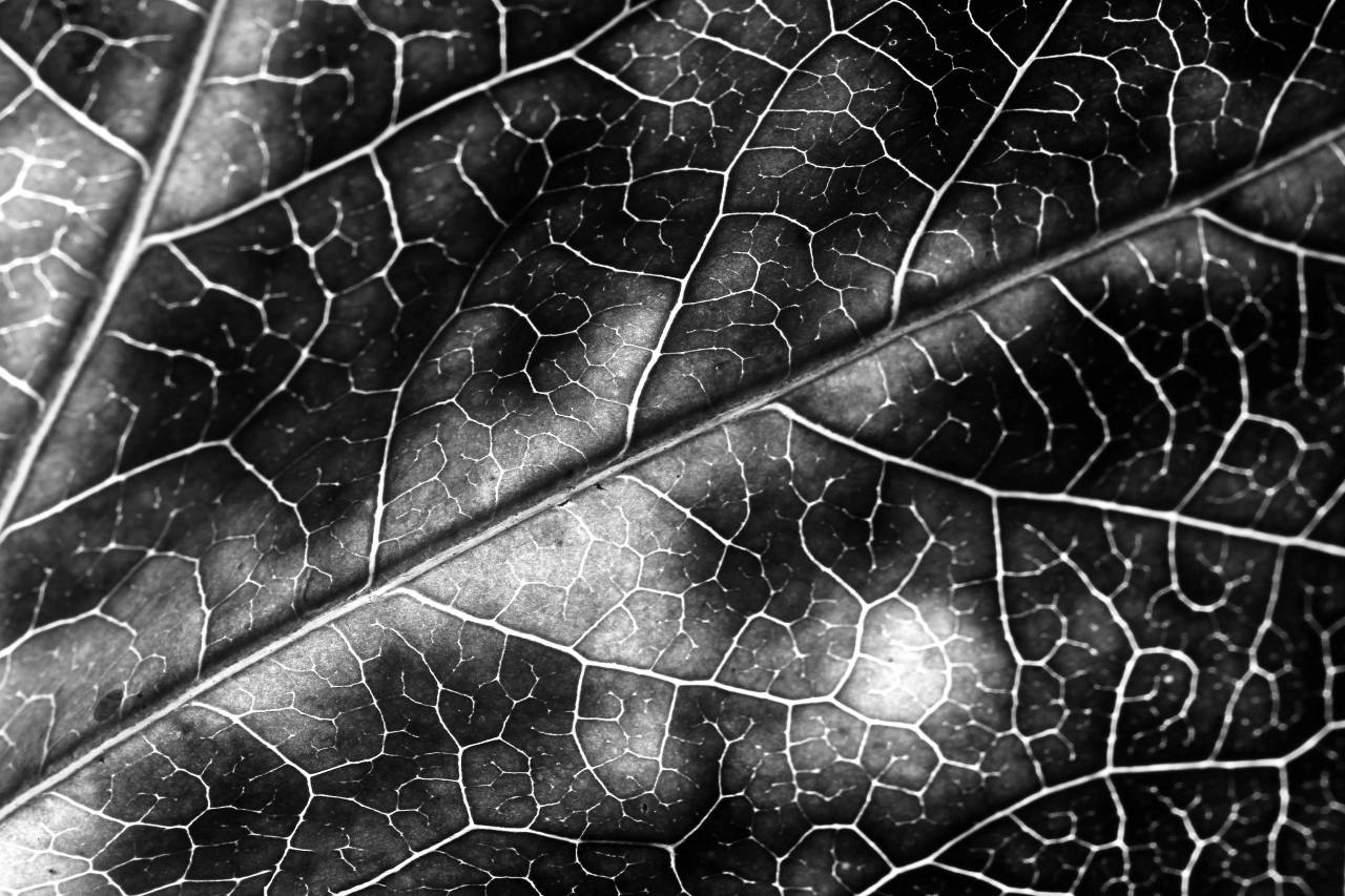 Leaf ?Texture?  — free black and white photo