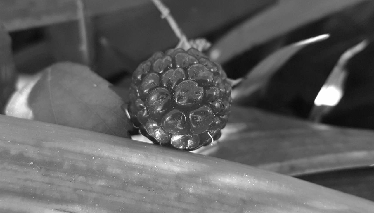   berry  leaf  flower  food  green  produce  — free black and white photo