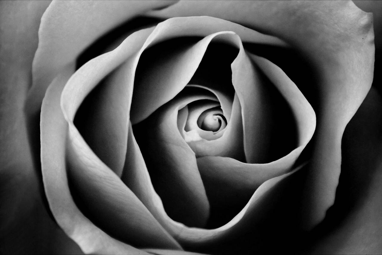   black and white  flower  petal  close up  — free black and white photo
