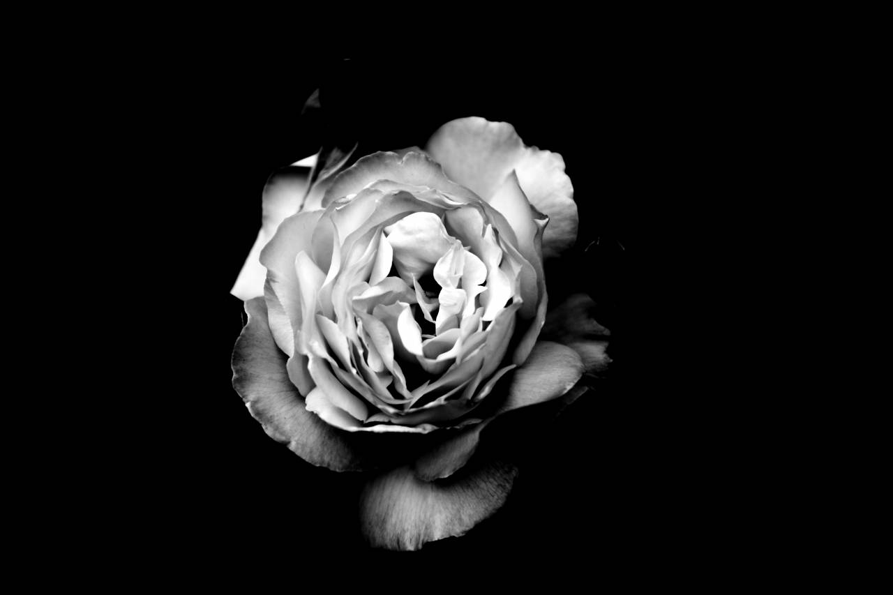  black and white  flower  petal  darkness  — free black and white photo