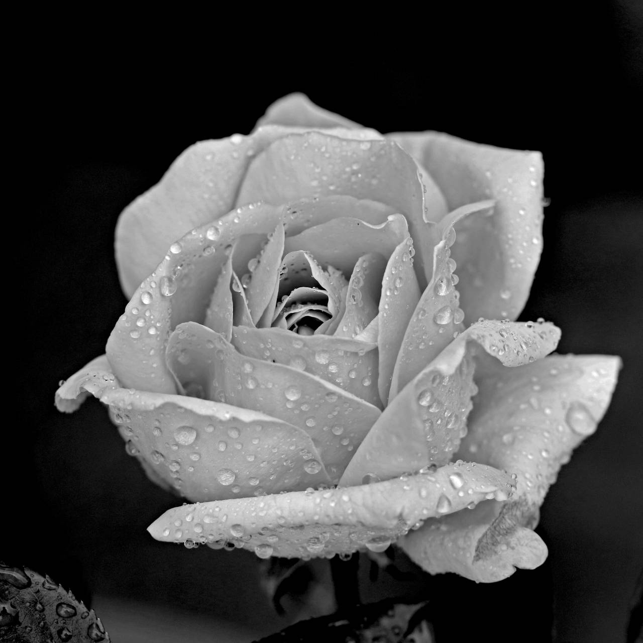   black and white  flower  petal  flora  close  — free black and white photo