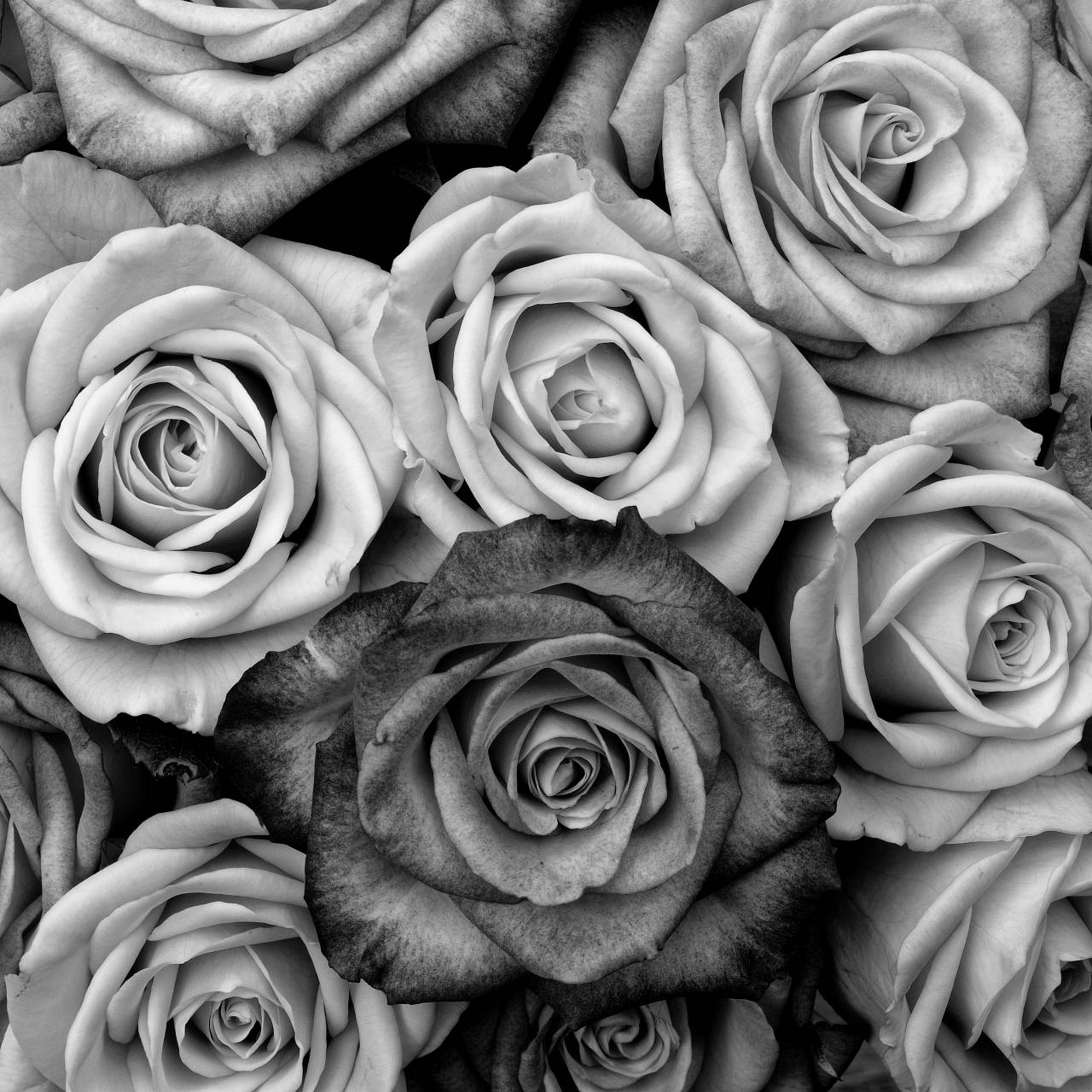   black and white  flower  petal  love  fine  — free black and white photo