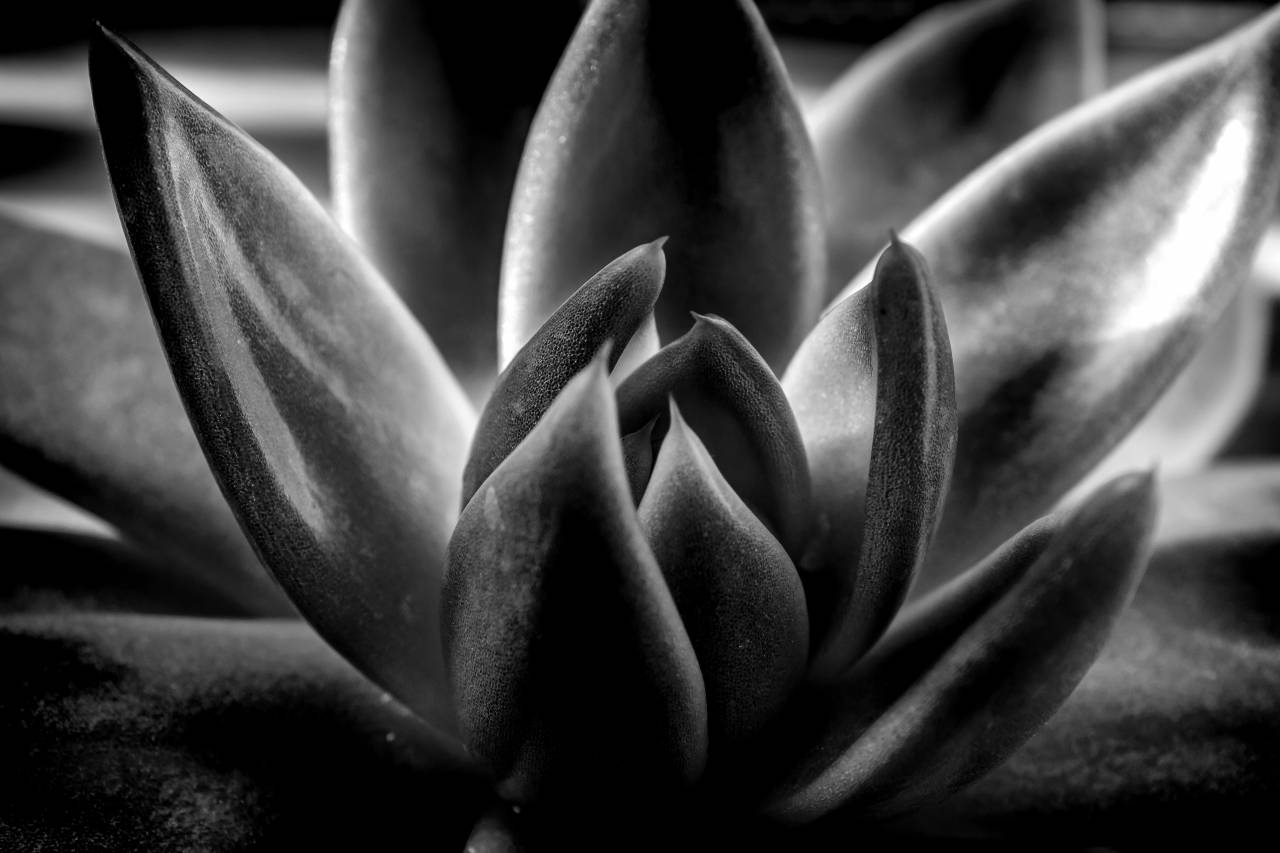   black and white  leaf  flower  petal  — free black and white photo