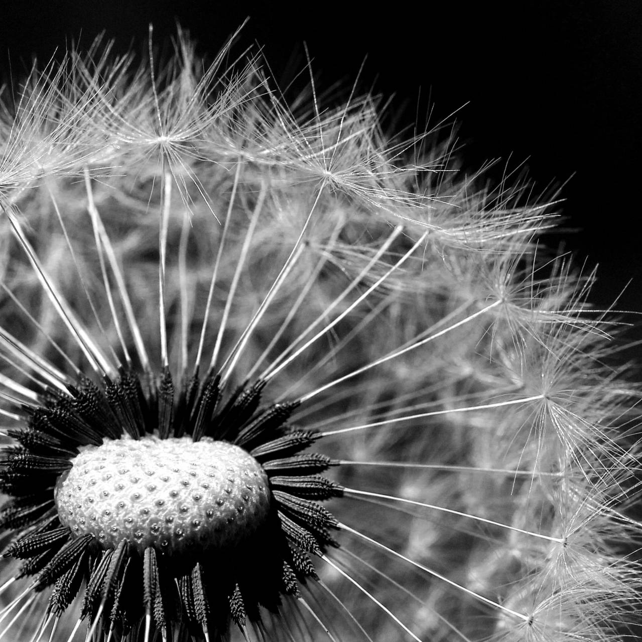   black and white  meadow  dandelion  flower  — free black and white photo