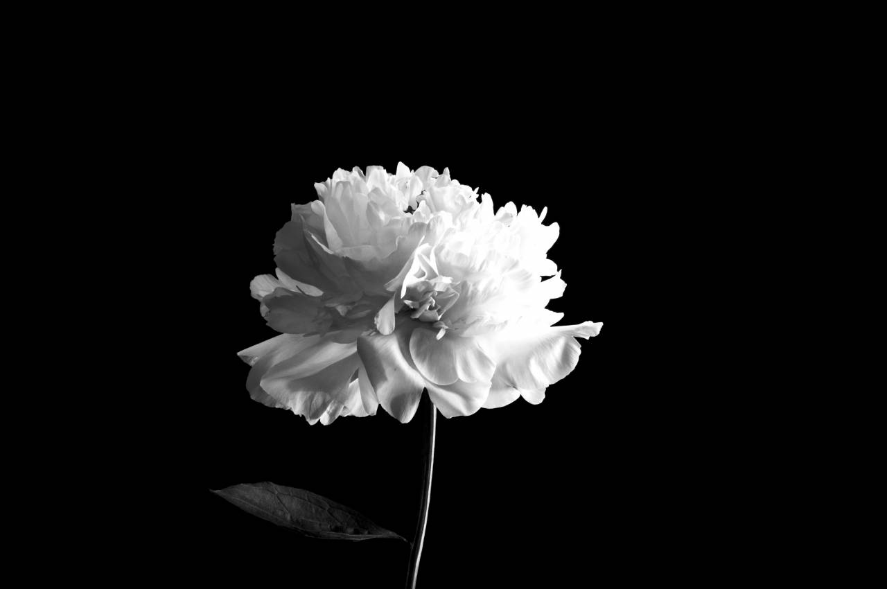   blossom  black and white  flower  petal  — free black and white photo