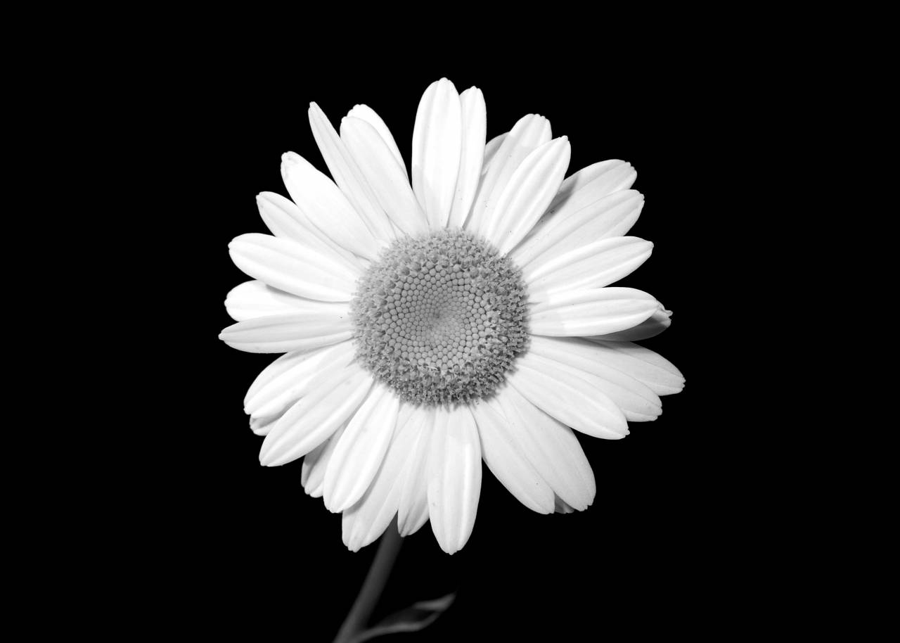   blossom  black and white  flower  petal  — free black and white photo