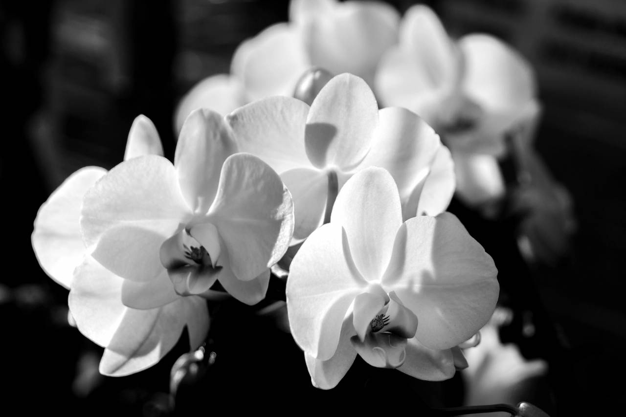   blossom  black and white  flower  petal  — free black and white photo