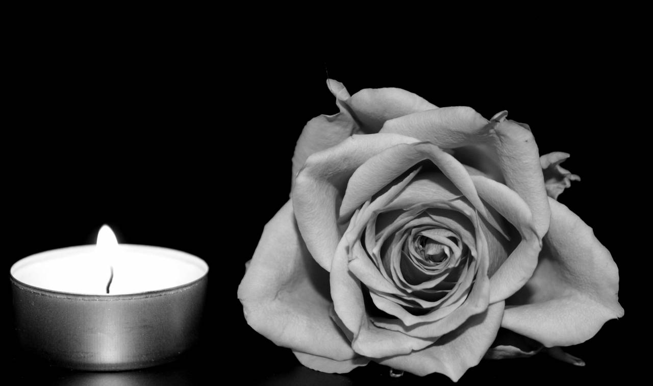   blossom  black and white  flower  petal  — free black and white photo