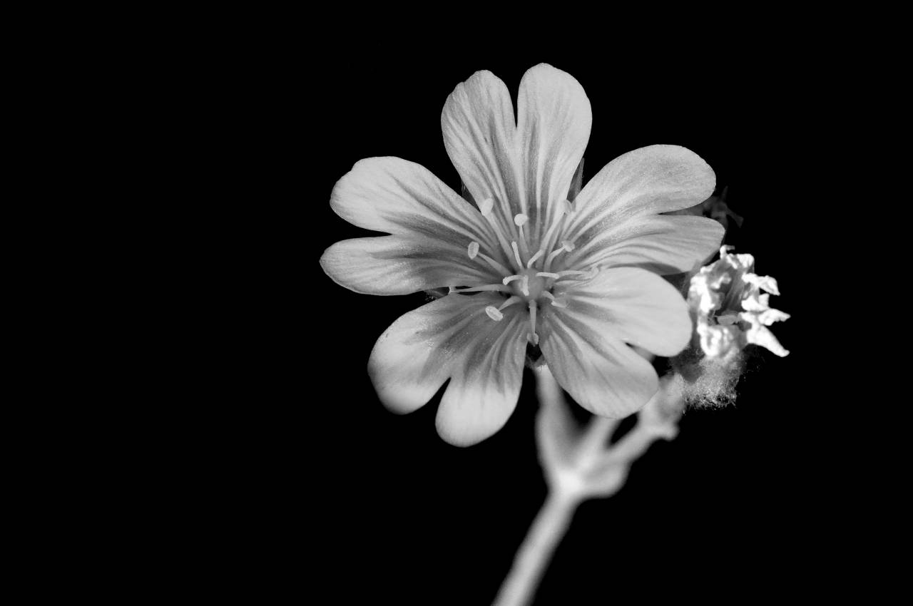   blossom  black and white  flower  petal  — free black and white photo