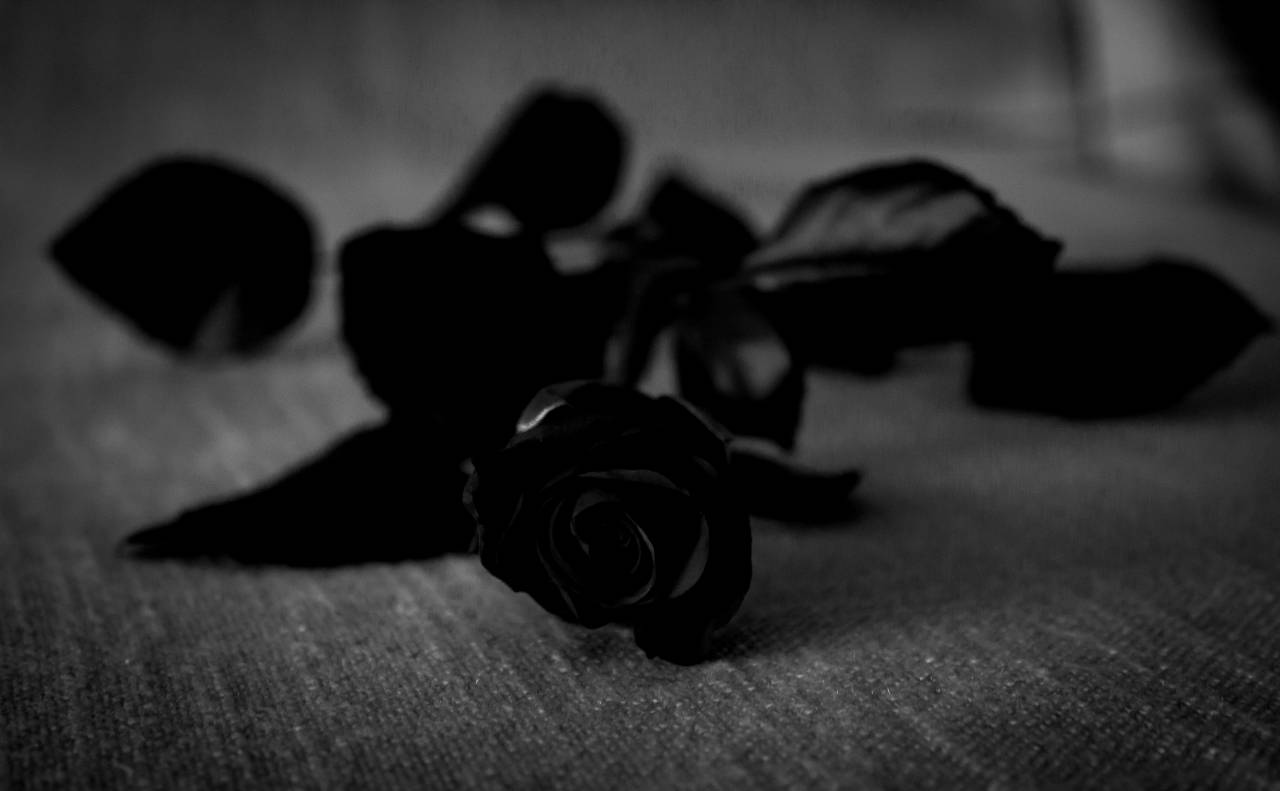   blossom  black and white  flower  petal  — free black and white photo
