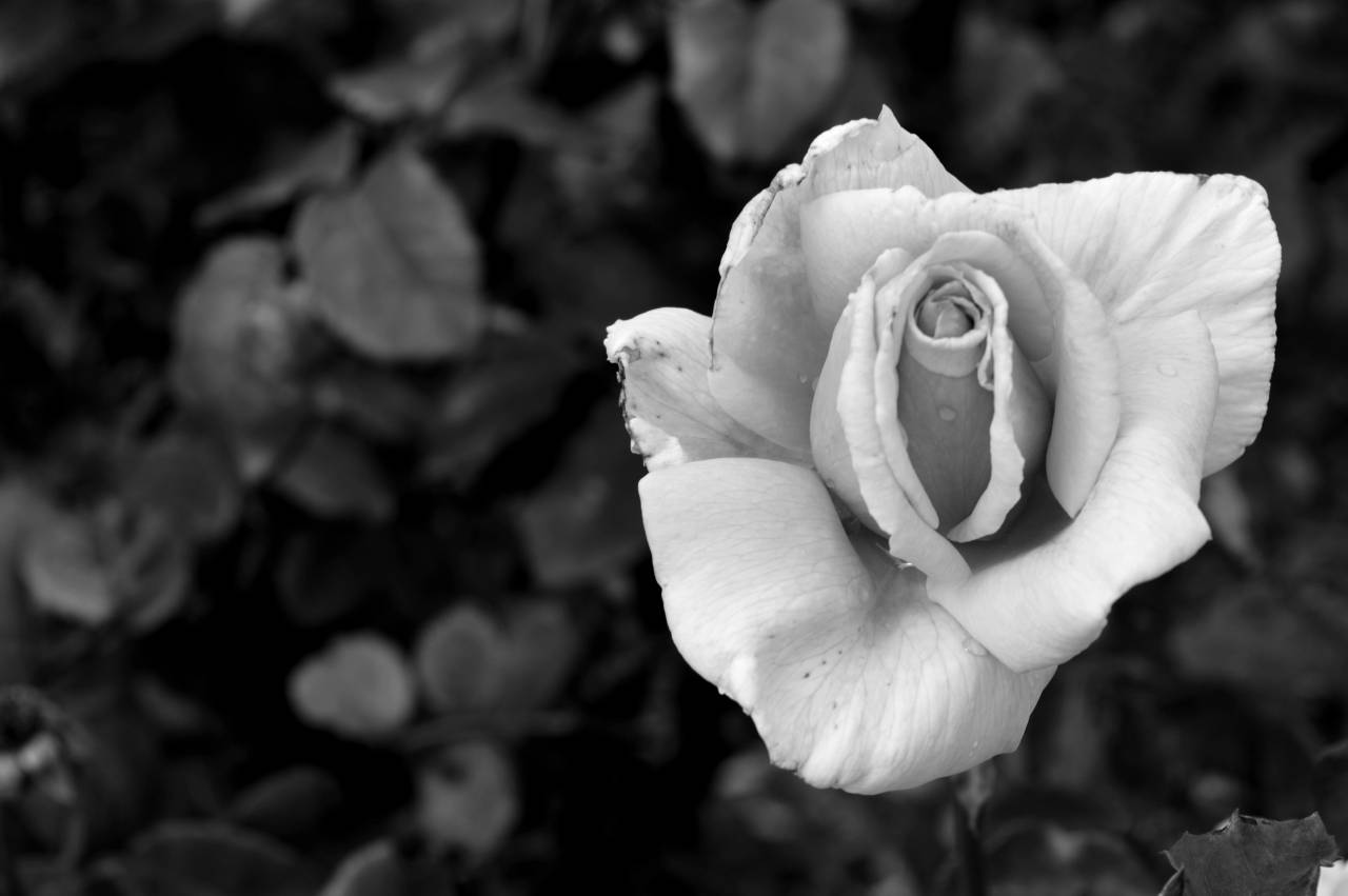   blossom  black and white  petal  love  flora  — free black and white photo