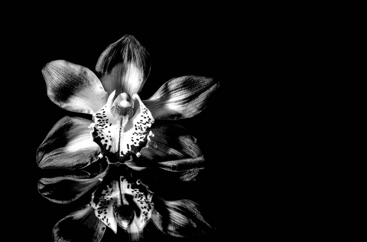   blossom  flower  petal  bloom  darkness  — free black and white photo