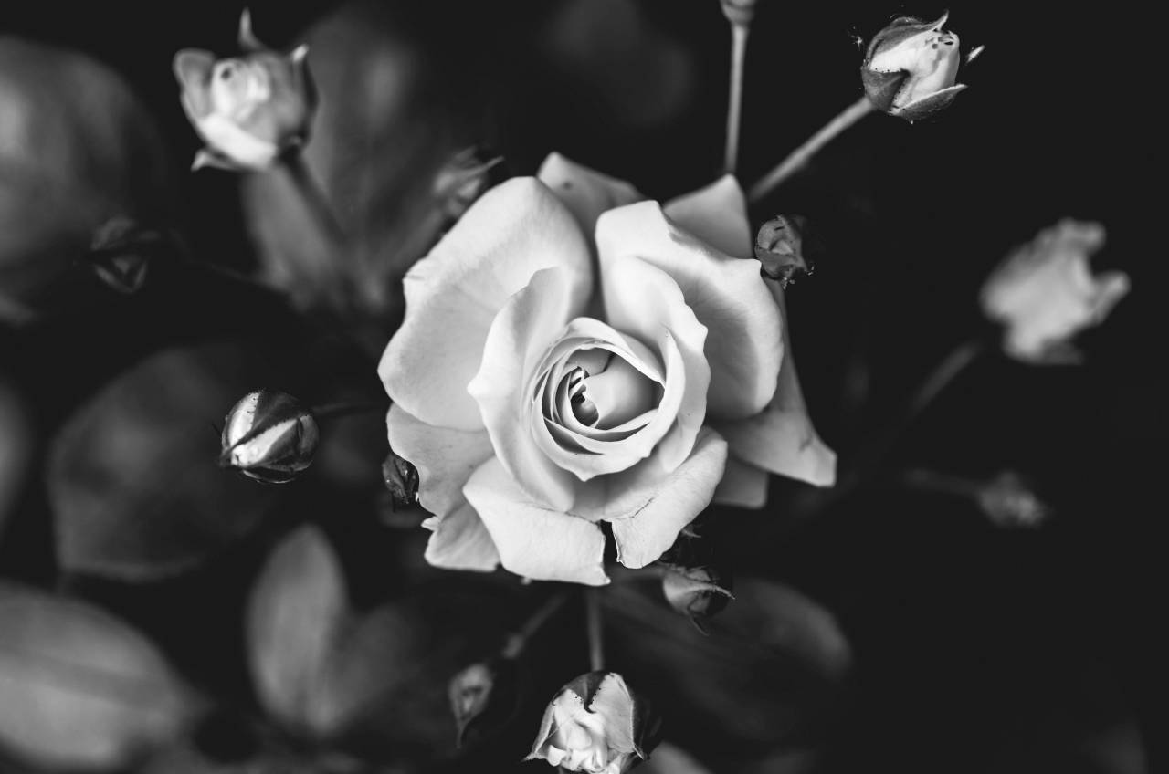   blossom  flower  petal  green  botany  flora  — free black and white photo