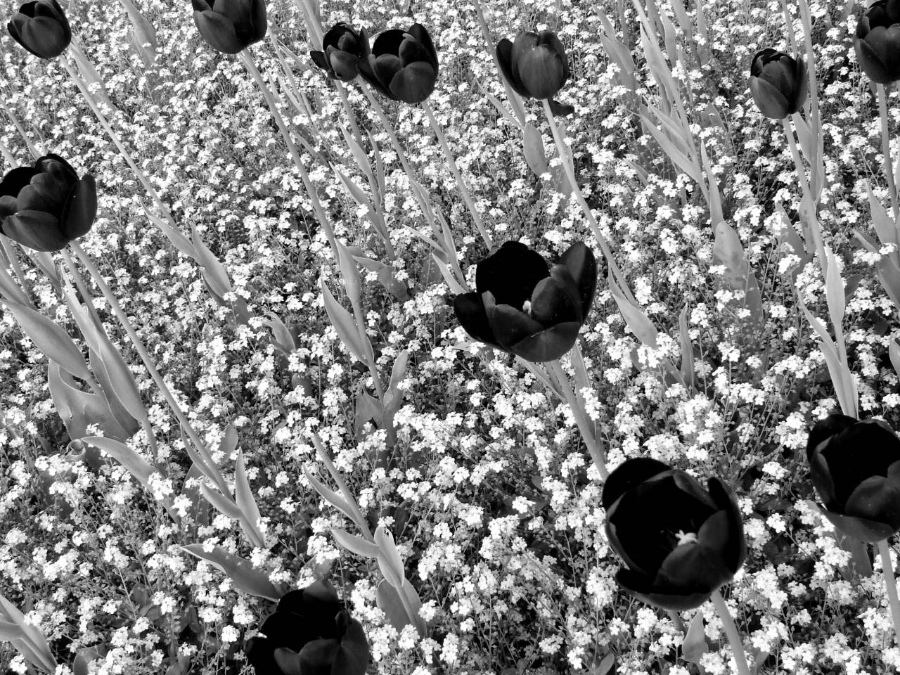   blossom  petal  botany  flora  wildflower  — free black and white photo