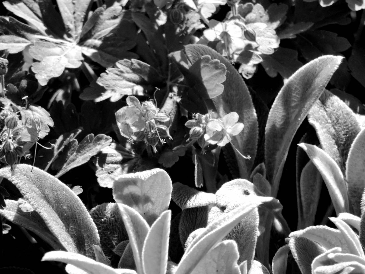 blossom wildflower leaf plant flower shrub flora nature summer garden kb — free black and white photo