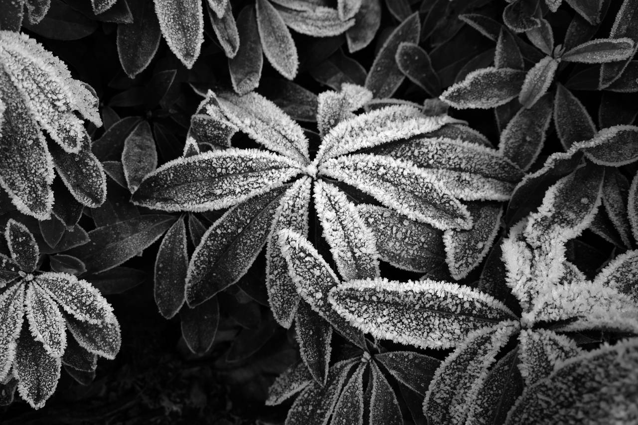   branch  black and white  leaf  flower  frost  — free black and white photo