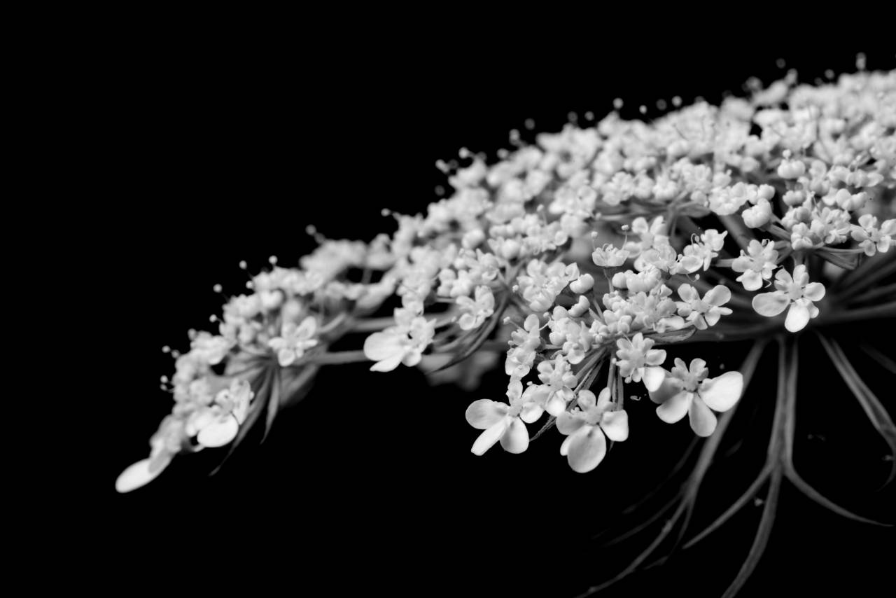   branch  blossom  white  leaf  flower  — free black and white photo