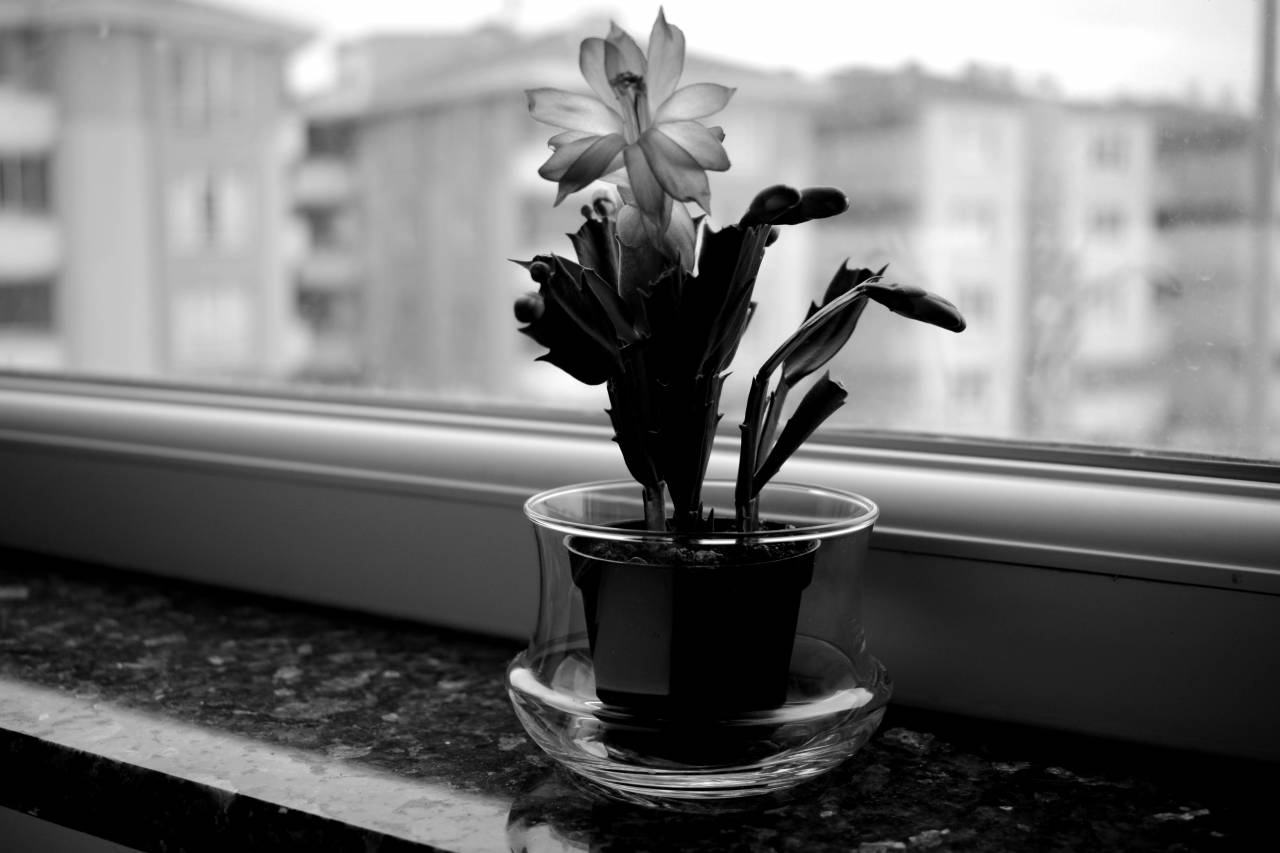   cactus  black and white  plant  flower  — free black and white photo