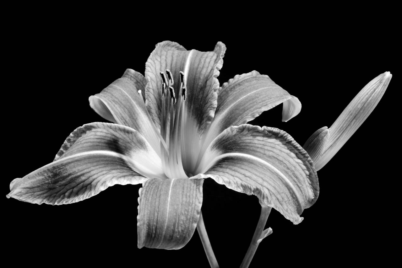   camera  flower  petal  nikon  black  yellow  — free black and white photo