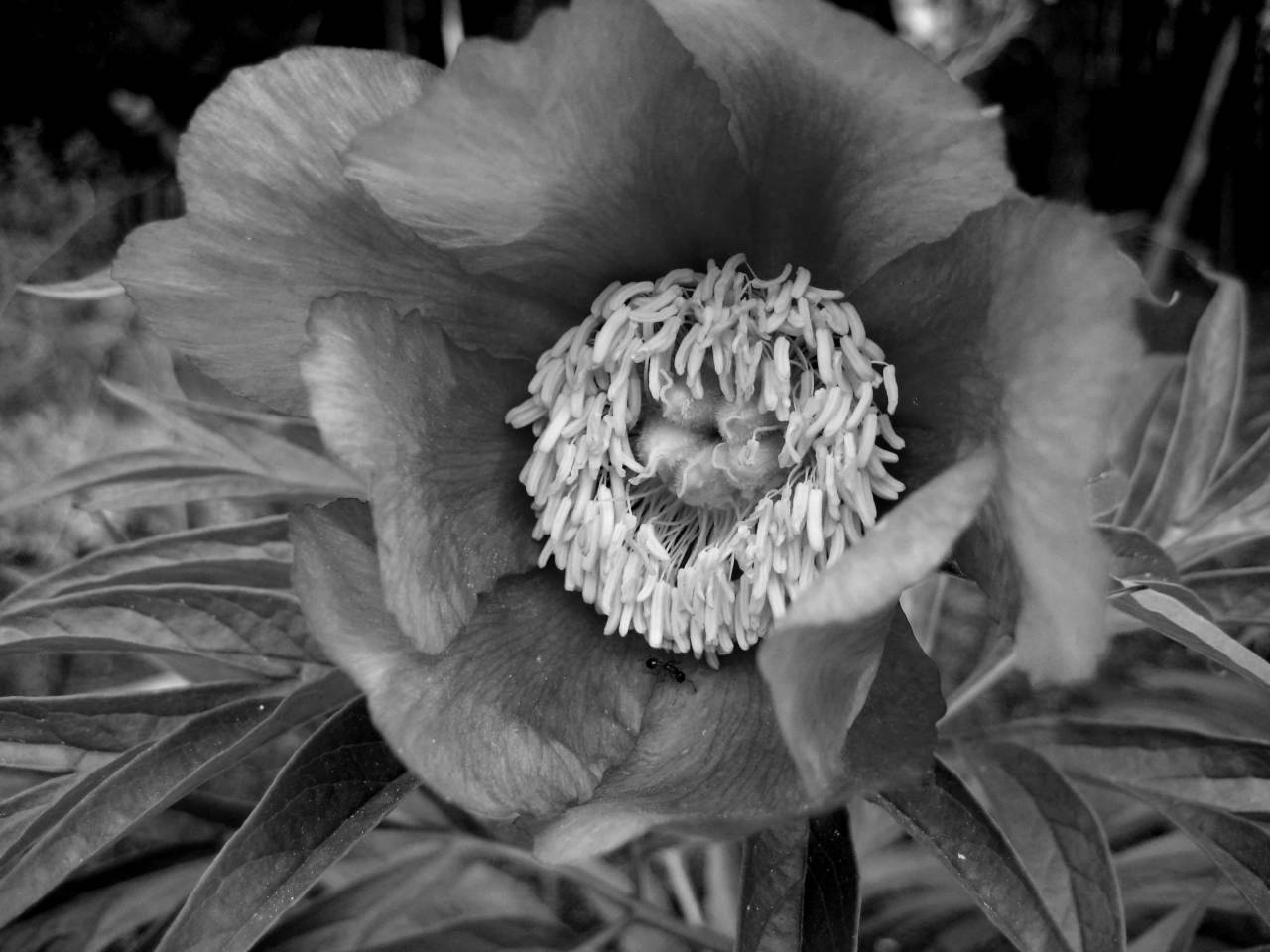 close flowers flower pollen insect ants pinkish pistil nature — free black and white photo