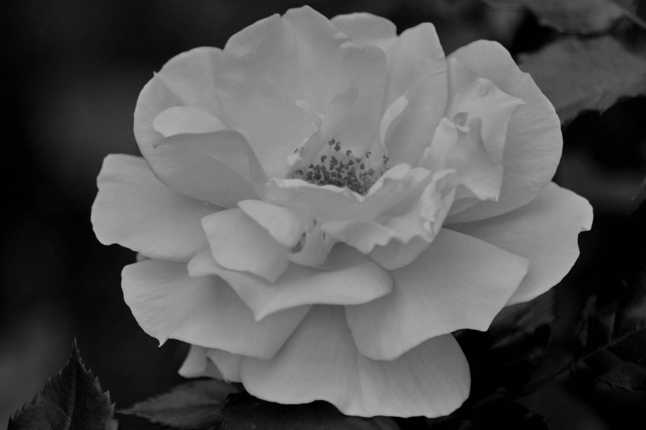 flora plant nature flower rose petal bloom leaf garden  — free black and white photo