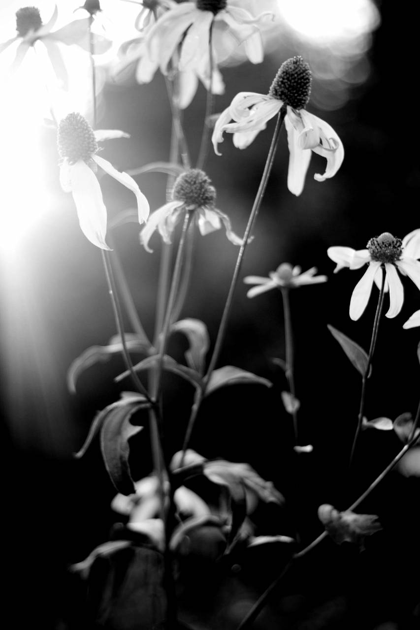   flower  flowering plant  yellow  black eyed  — free black and white photo