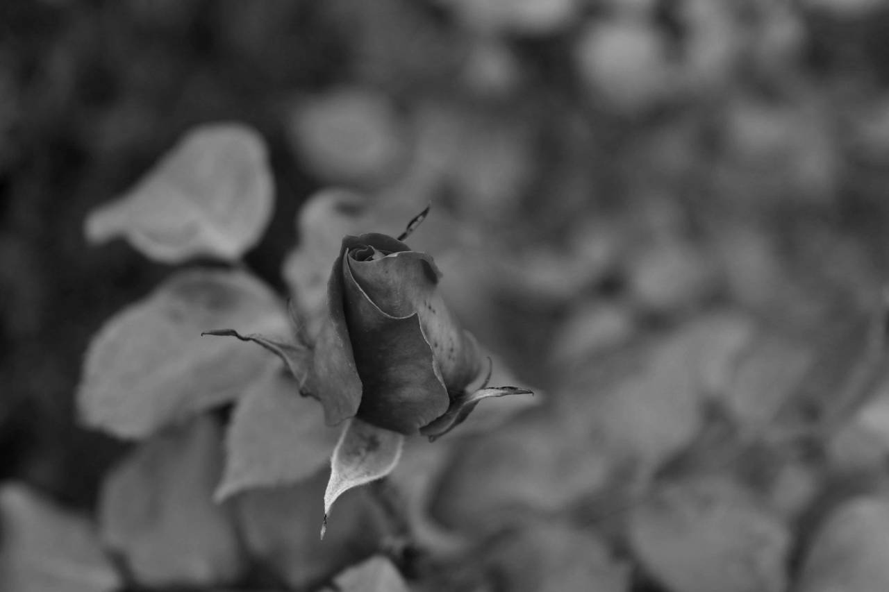flower foliage ecology environment nature garden bud petal leaf plant — free black and white photo